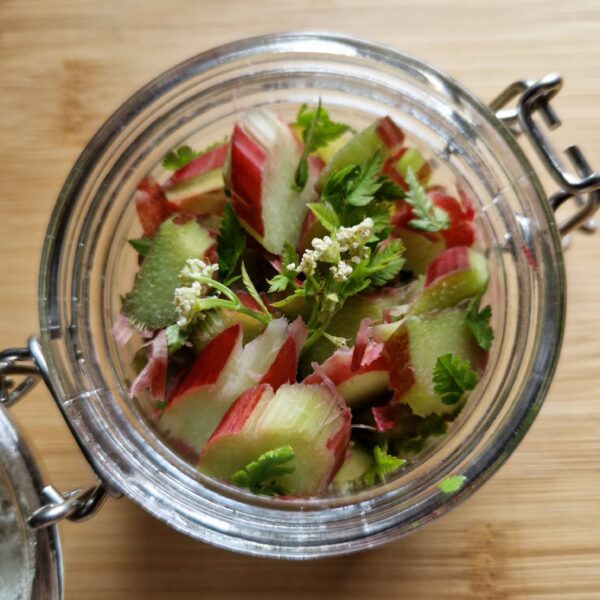 rhubarb tincture 1 Rhubarb and sweet cicely tincture