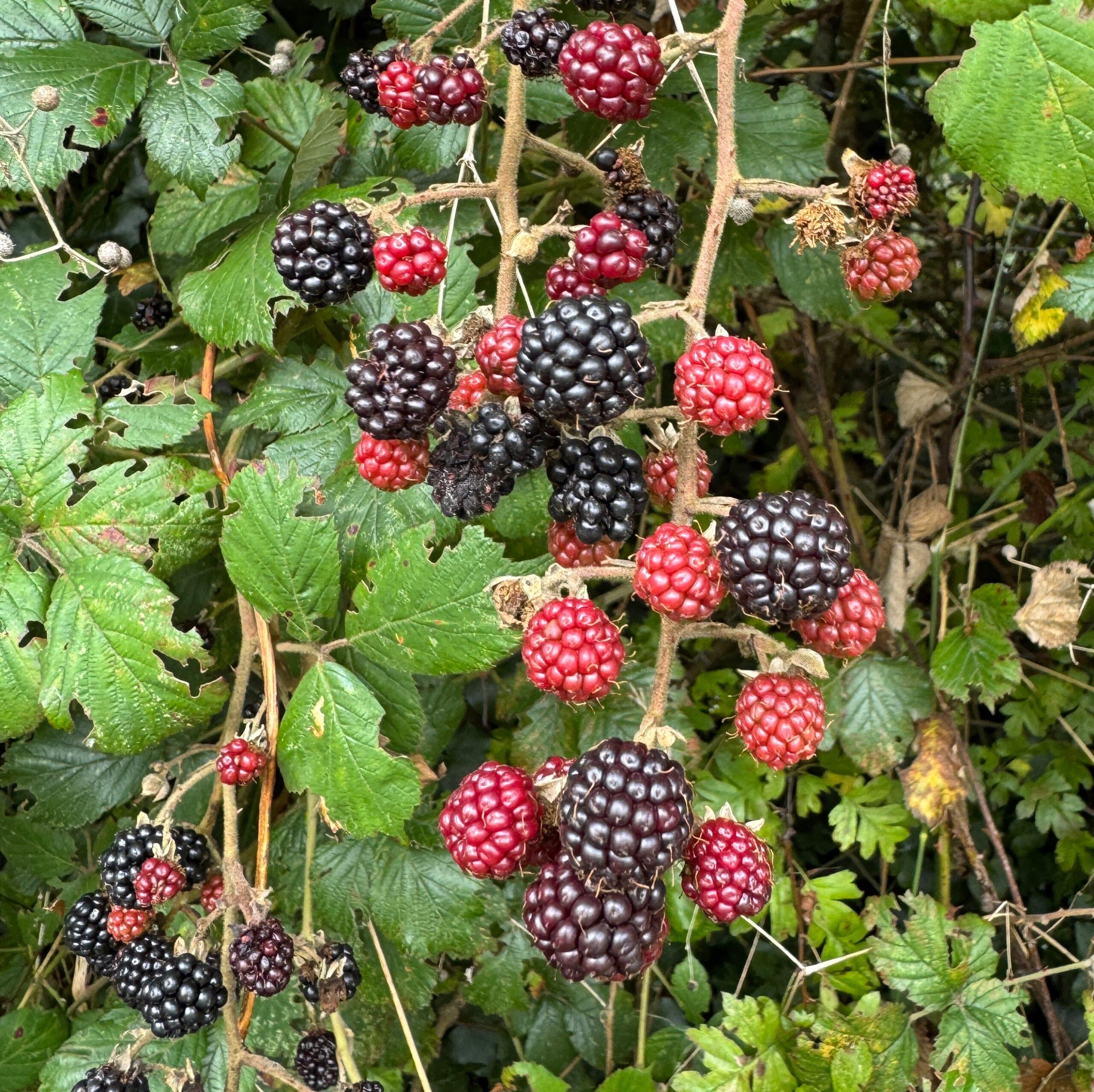 blackberries red and black
