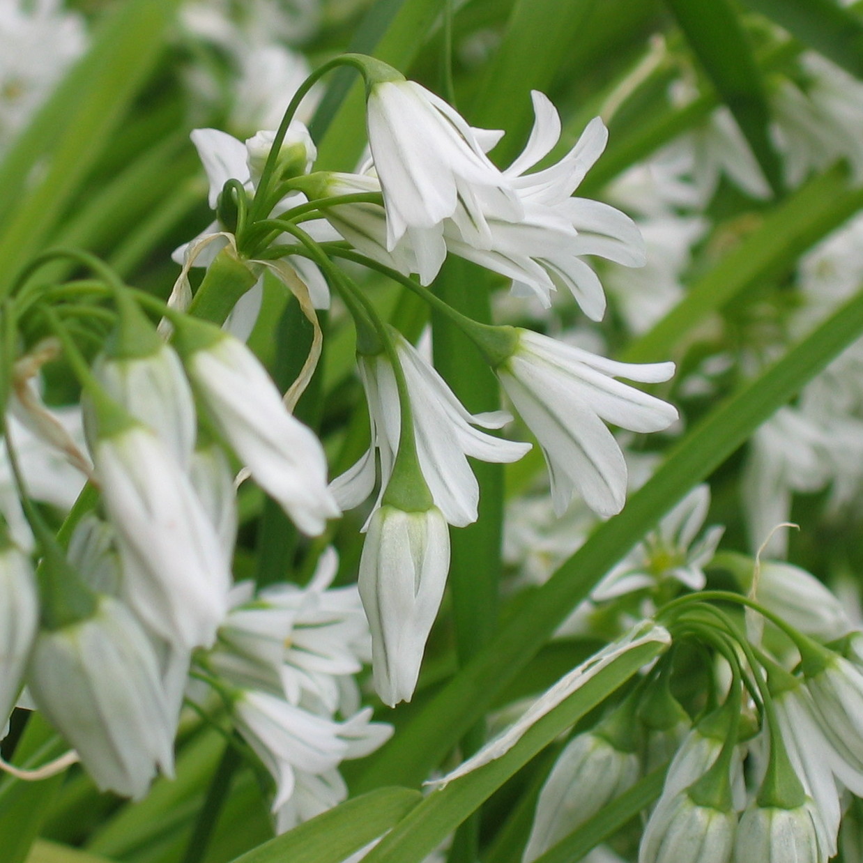 triangular stalked garlic flower