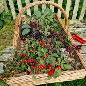 Basket of wild berries