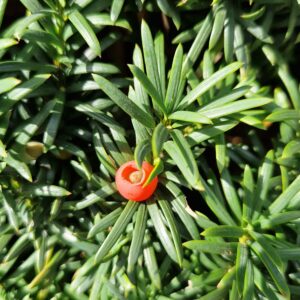 yew berry