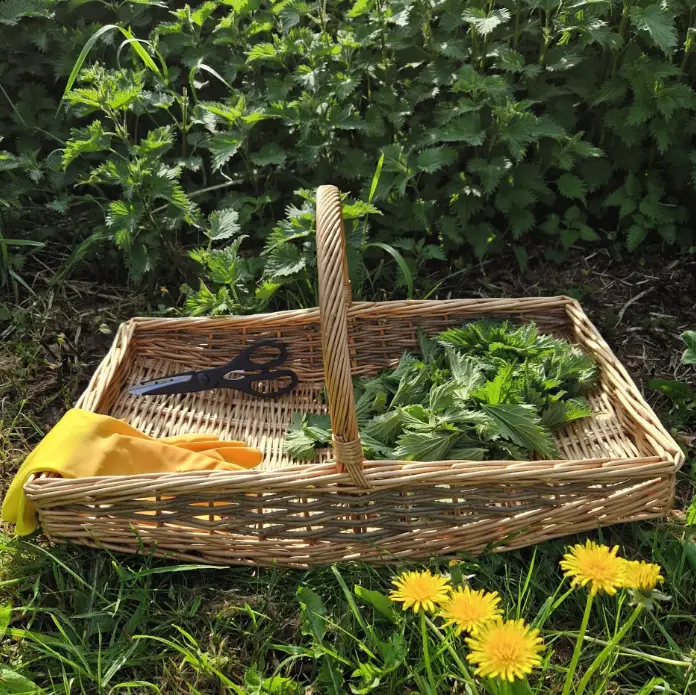 herb cuttings in basket