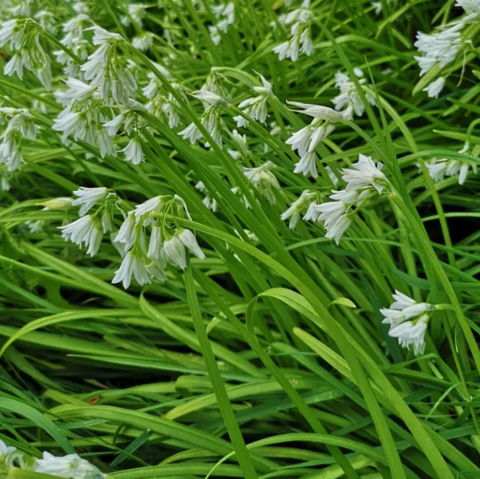 herbschool image