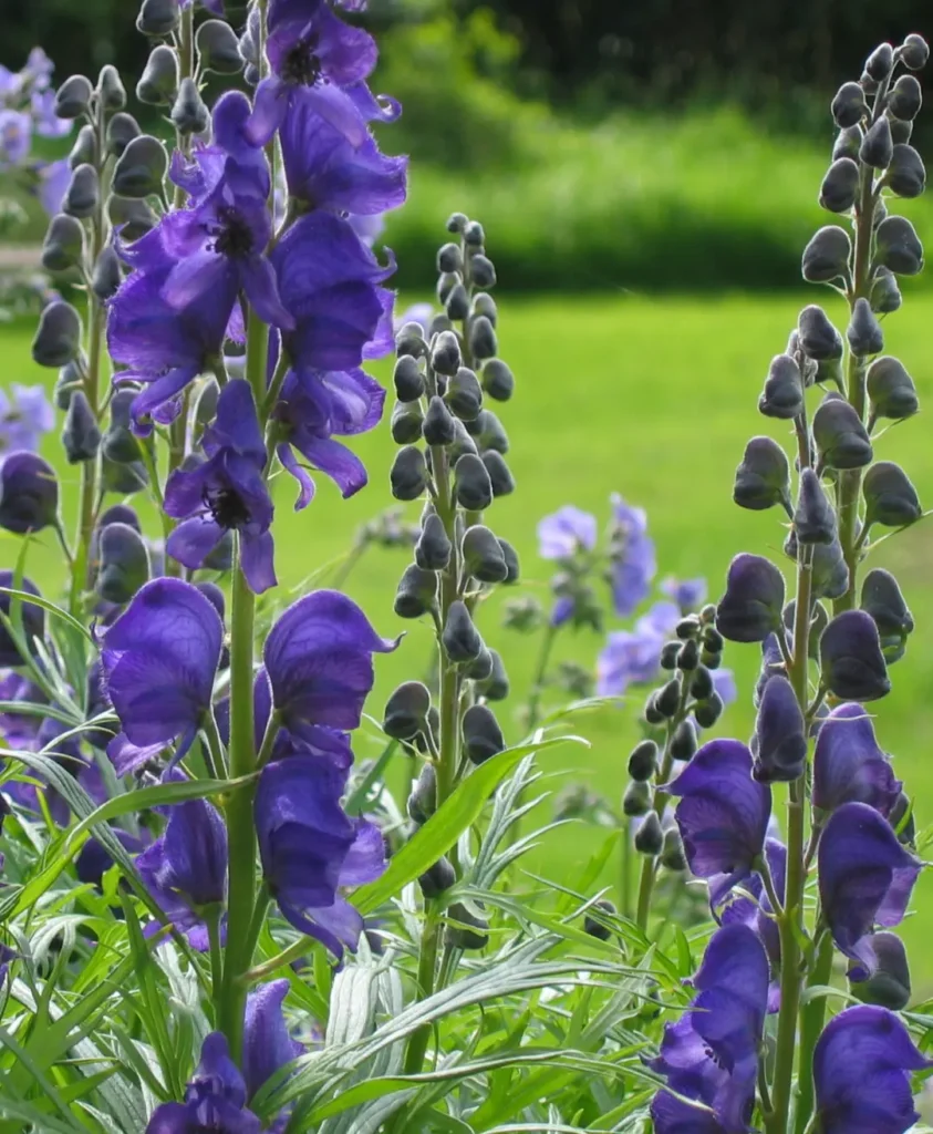 purple flowers