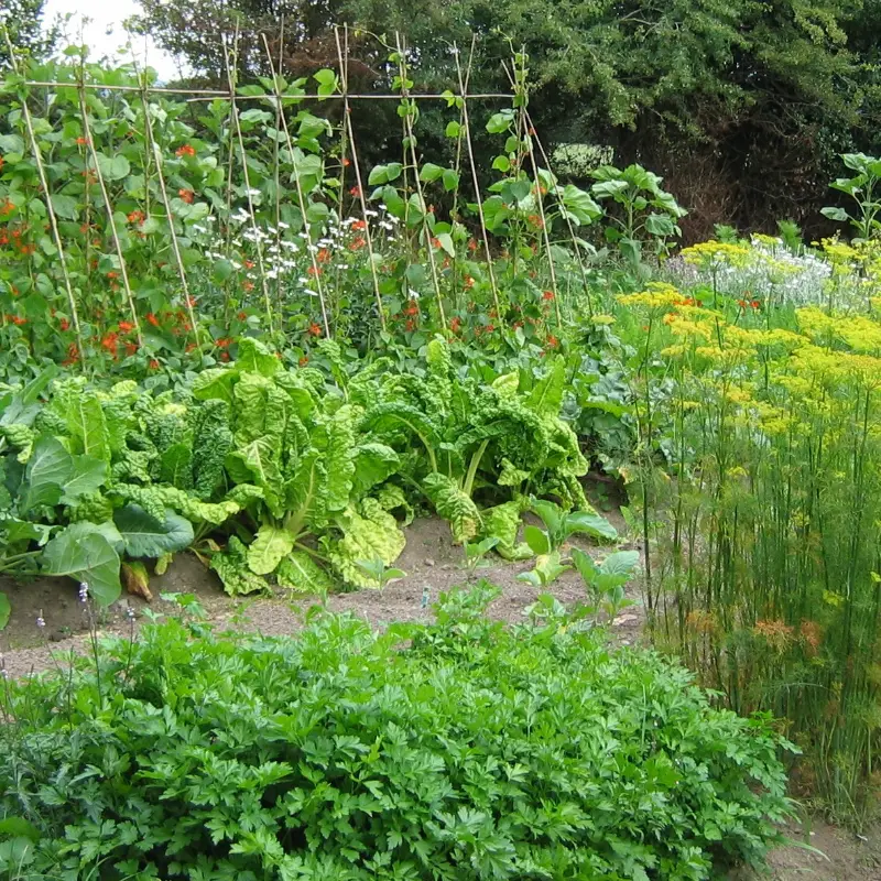 Andrews vegetable and herb garden