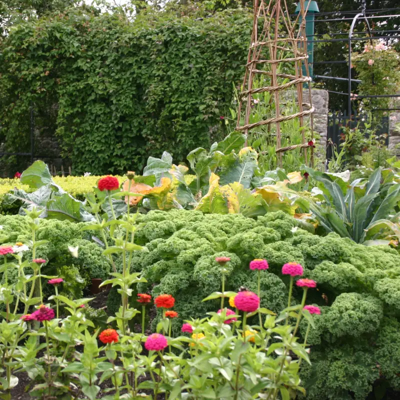 Ballintubbert vegetable and flower garden