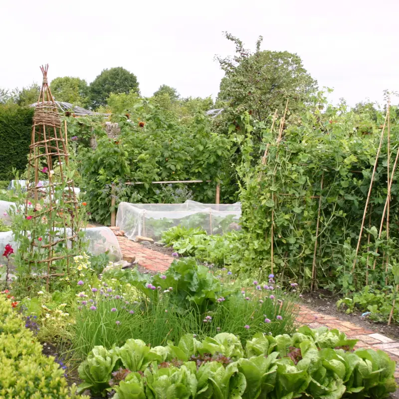 Ballintubbert vegetable garden