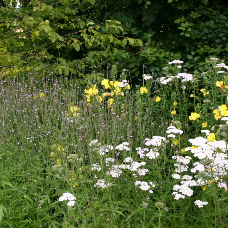 Ballintubbert wild druidic herbs