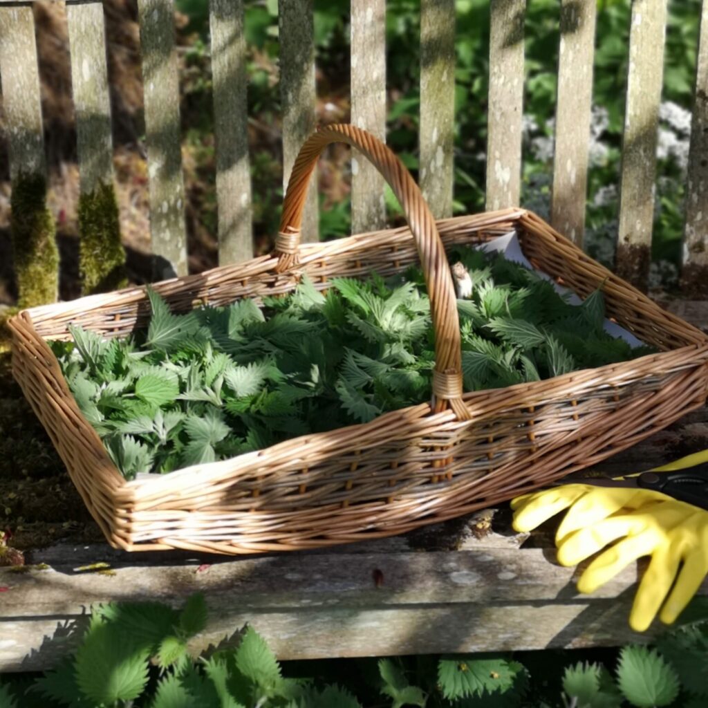 Basket of Nettles