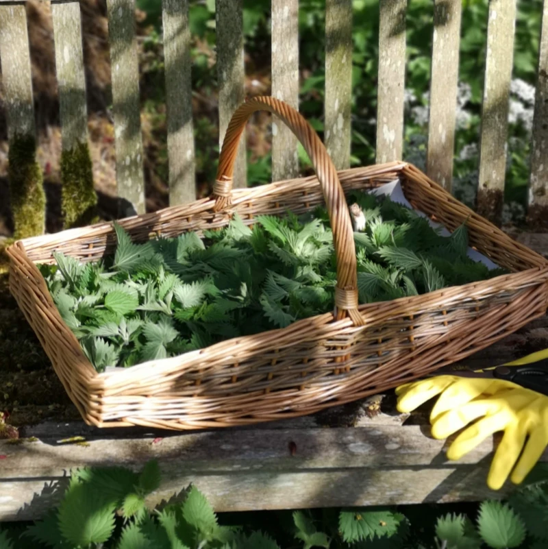 Basket of nettles