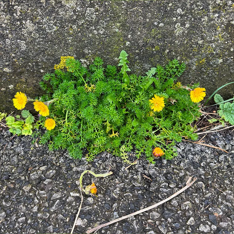 Coltsfoot and mayweed in concrete