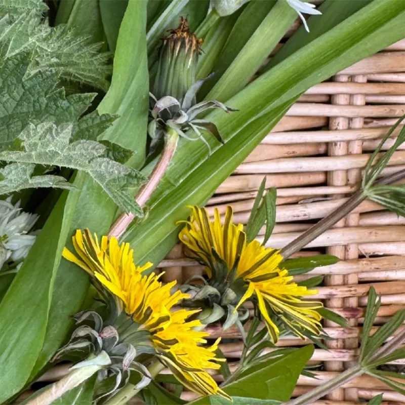 Dandekions in basket