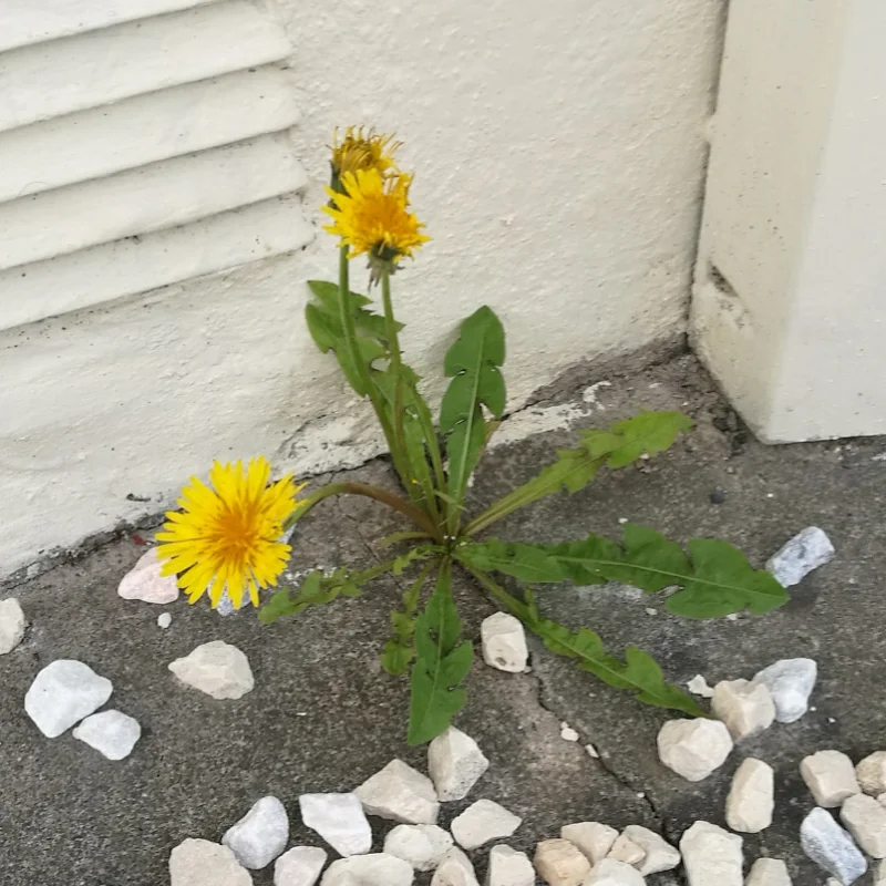 Dandelion growing in concrete crack