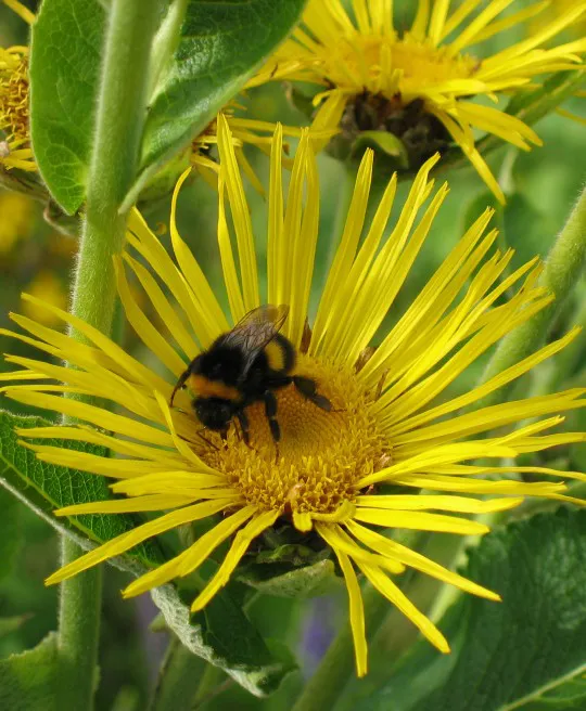 Elecampane flower with bee