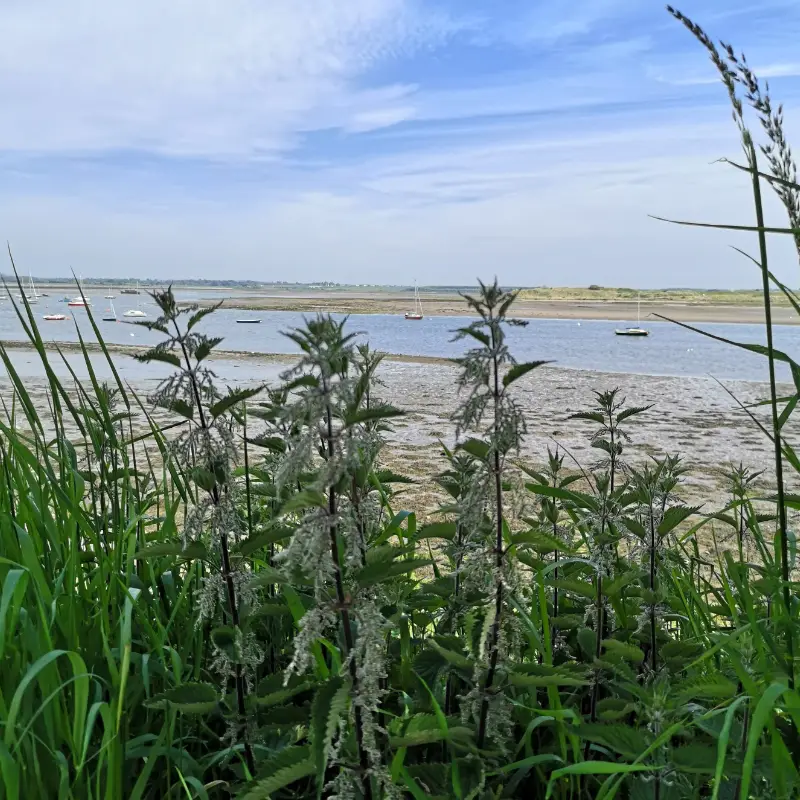 Malahide estuary with nettles