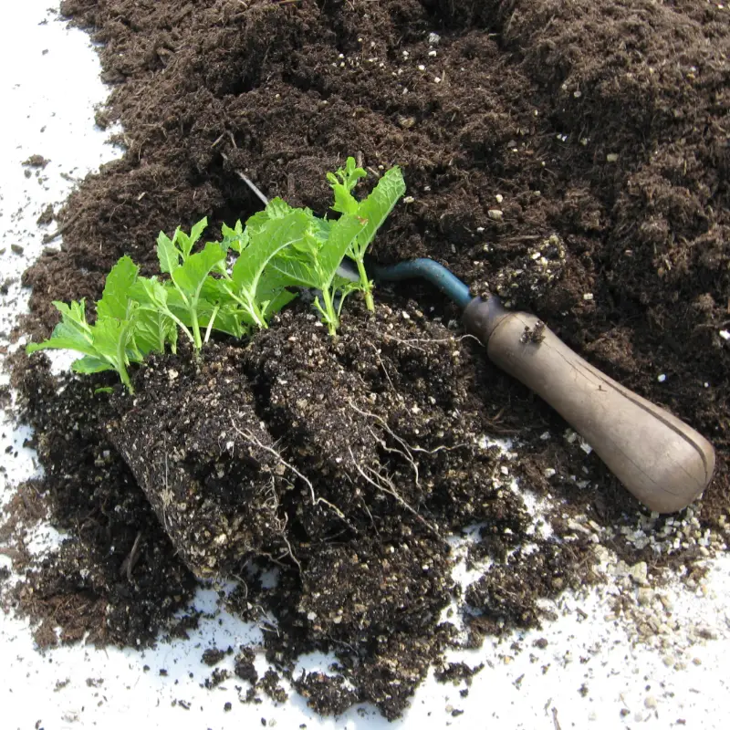 Mint cutting