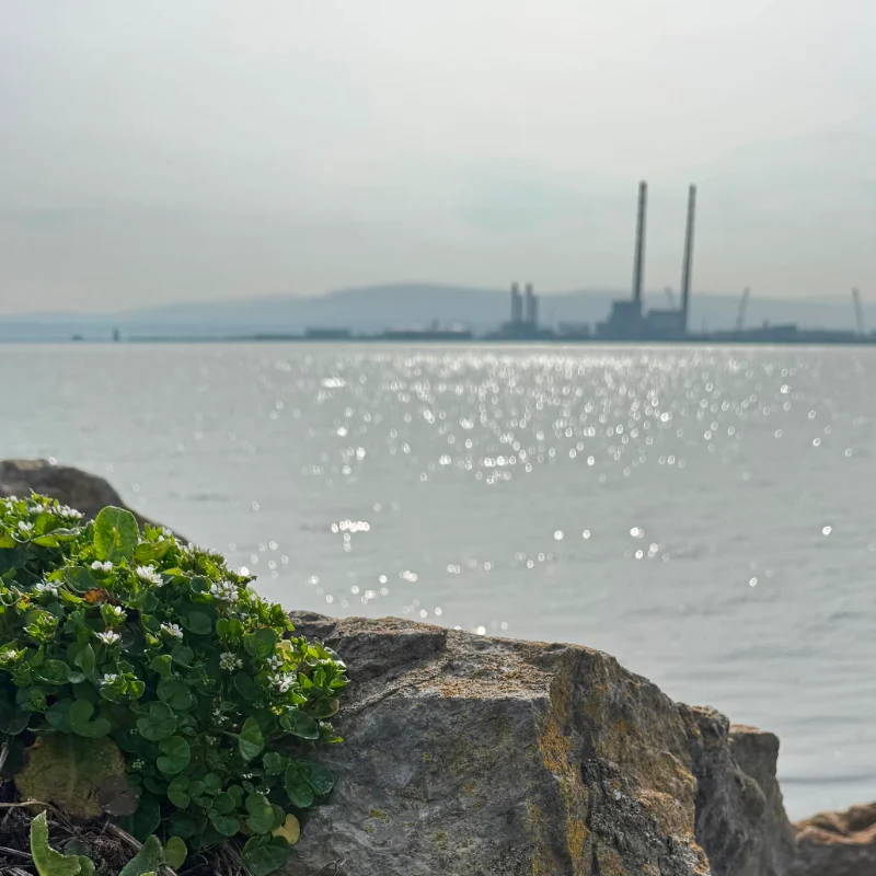 Poolbeg with seabeet and rocks