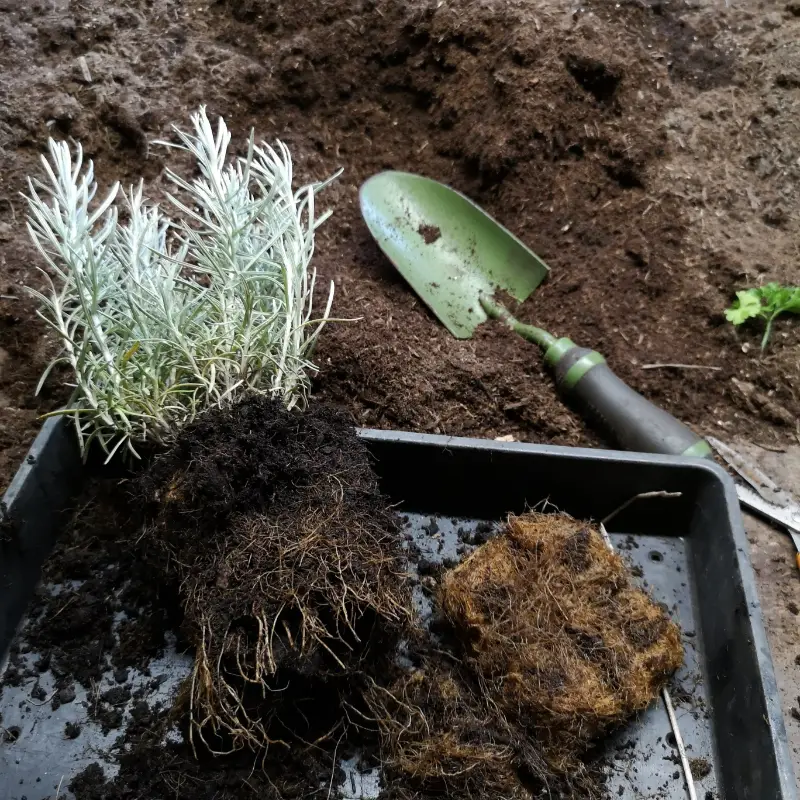 Potting on curry plant
