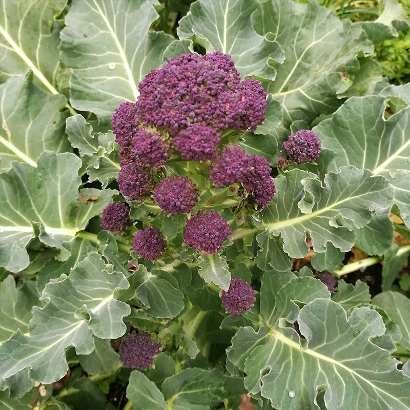 Purple Sprouting Broccoli