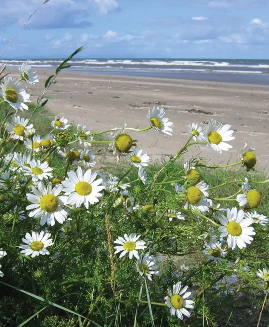 Sea Mayweed