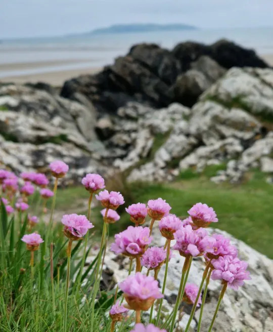Sea Thrift