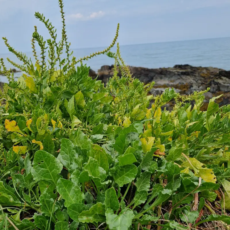 Seabeet close up