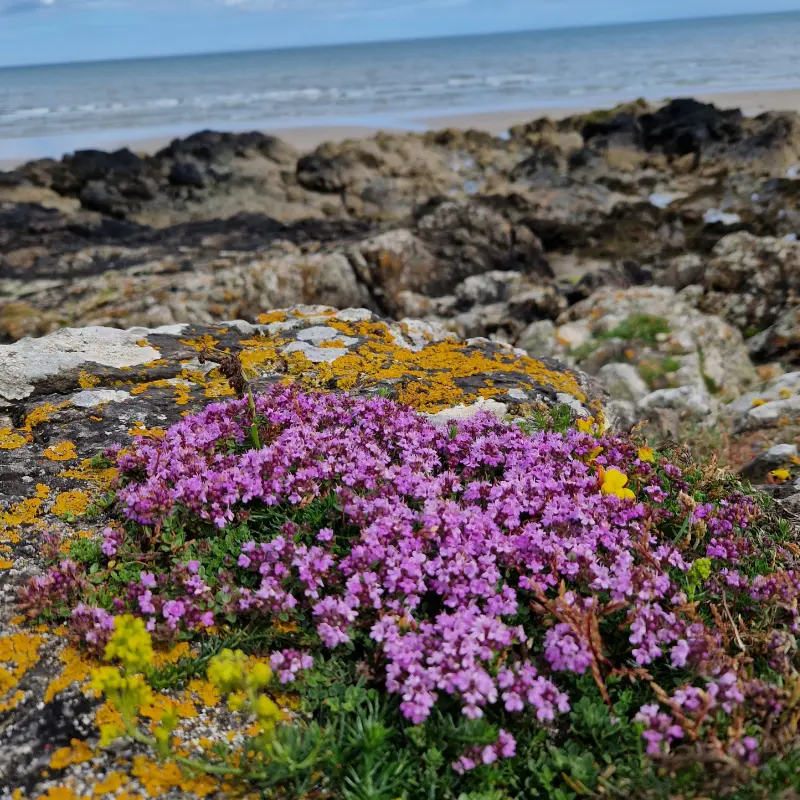 Wild Creeping Thyme