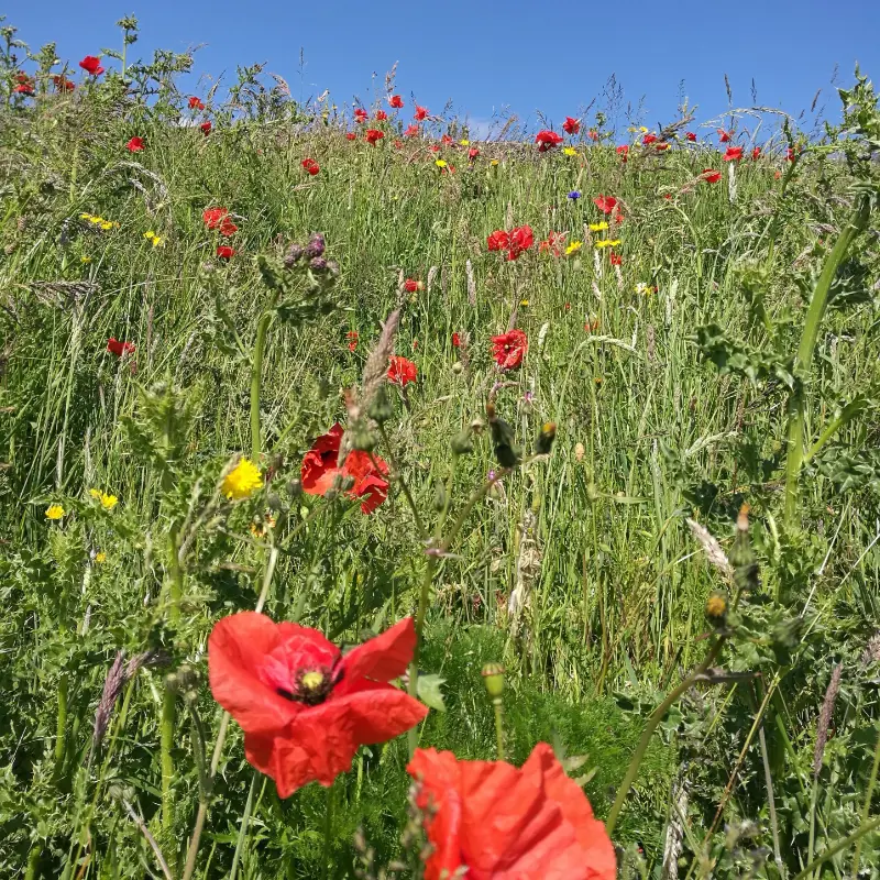 Wildflower annual meadow