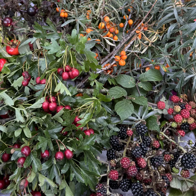 autumn berries