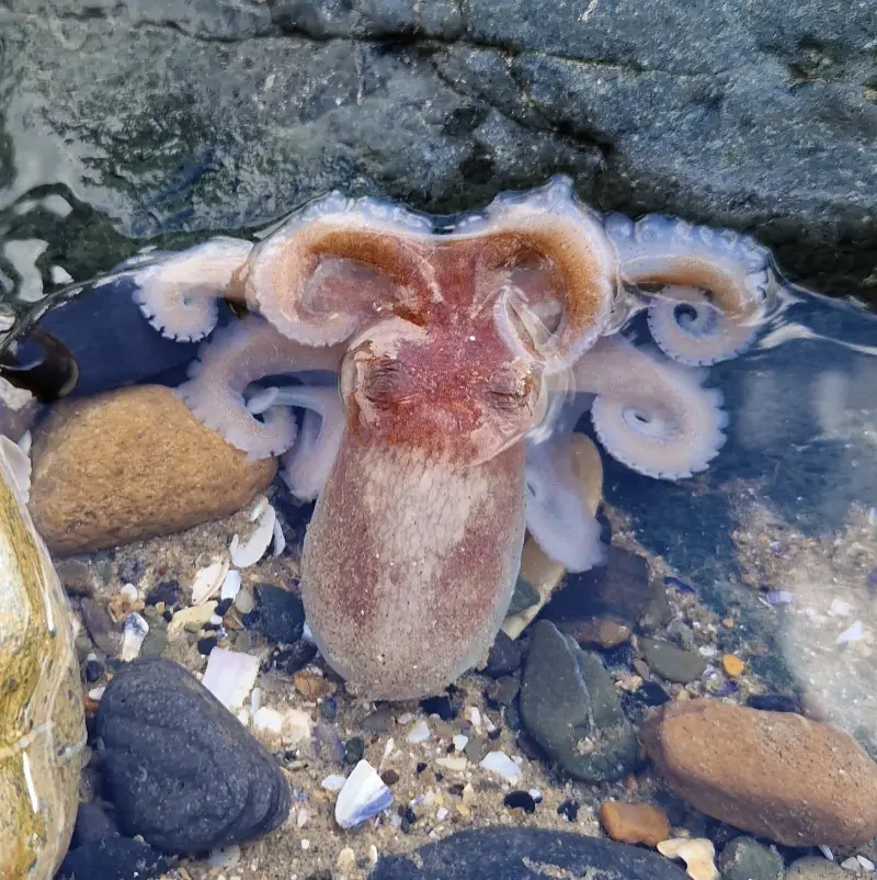 baby octopus close up