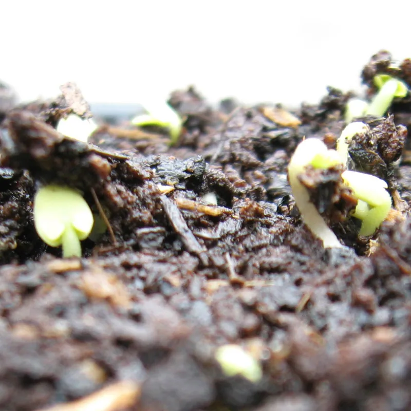 basil germinating