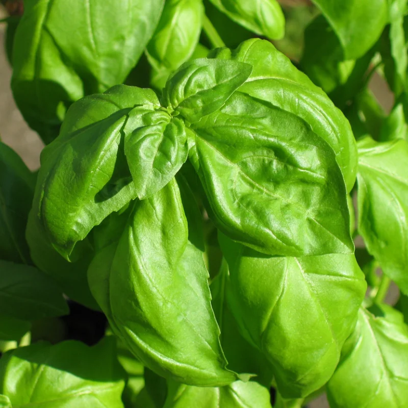 basil plant close up