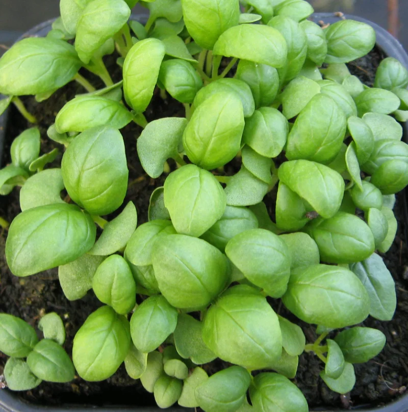 basil seedlings