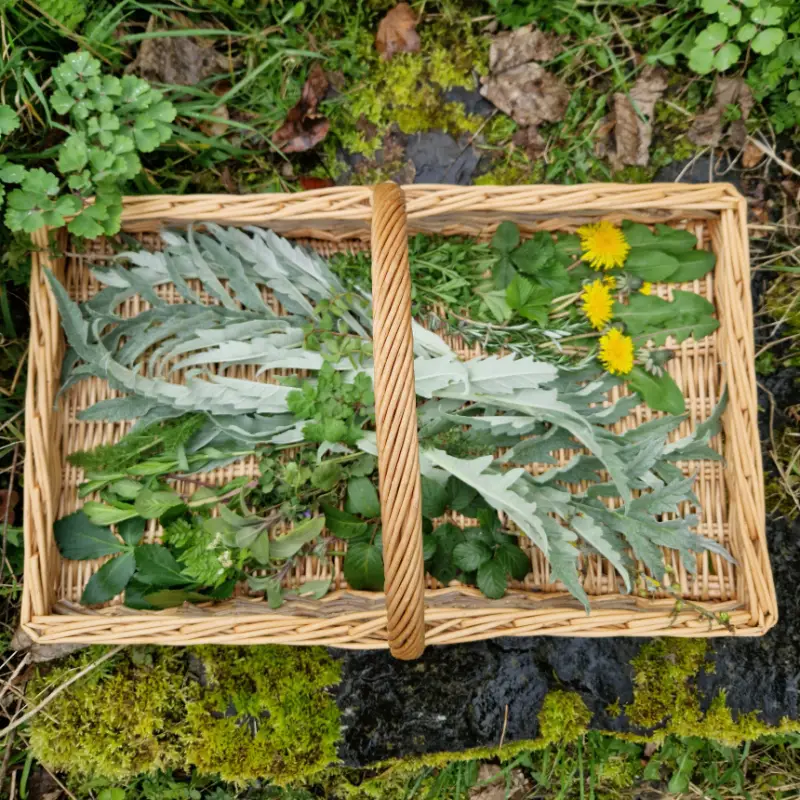 botanicals foraging