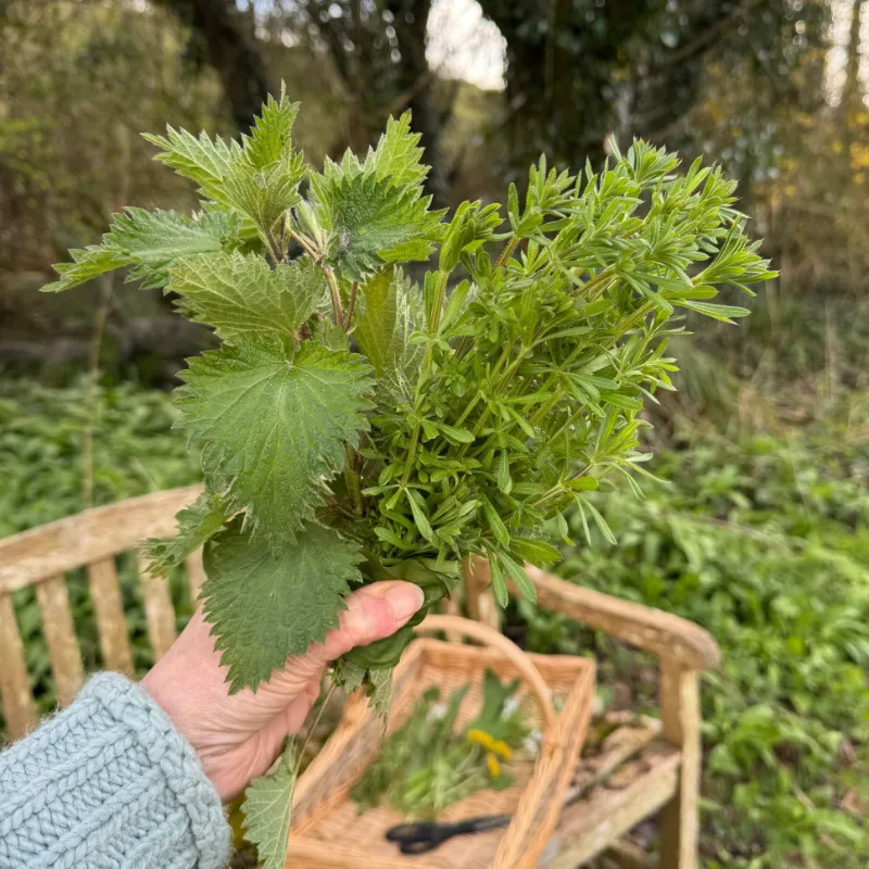 bunch of nettles and cleavers