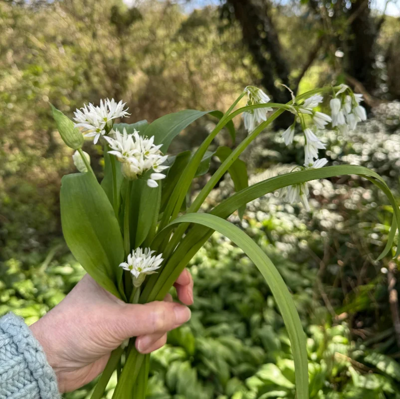 bunch of wild garlic mixed
