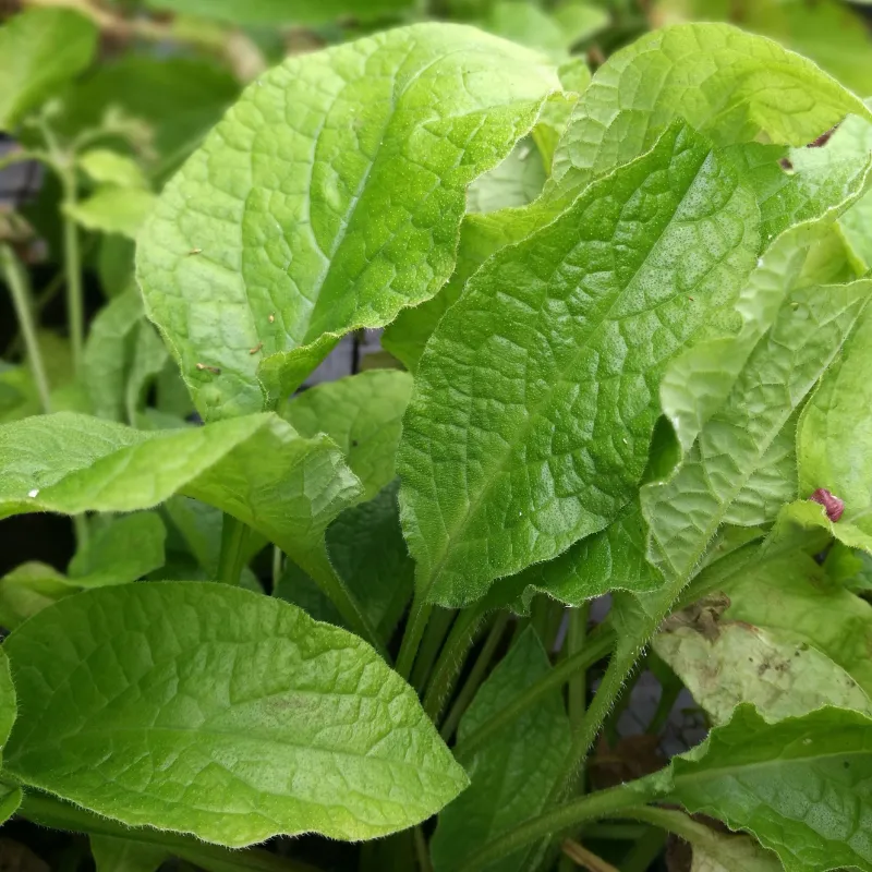 comfrey