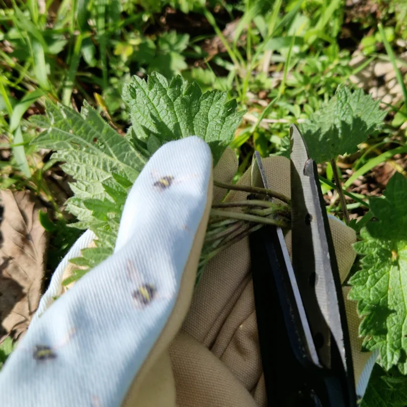 cutting nettles close up