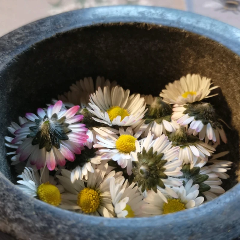 daisy flowers in mortar