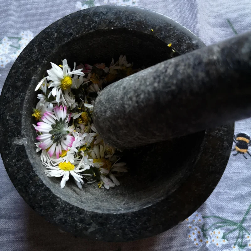 daisy poultice