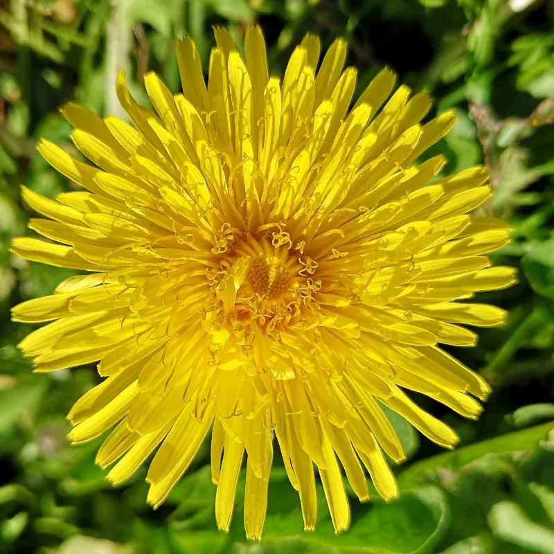 dandelion flower