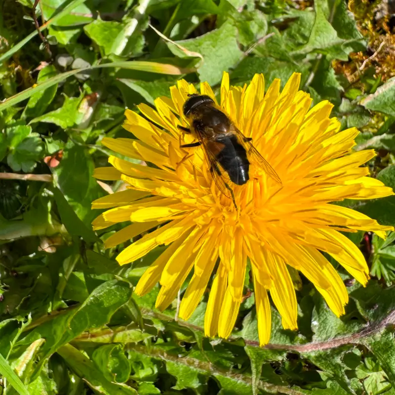 drone fly on dandelion
