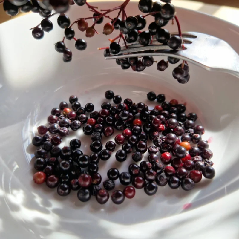 elderberries removing from stem