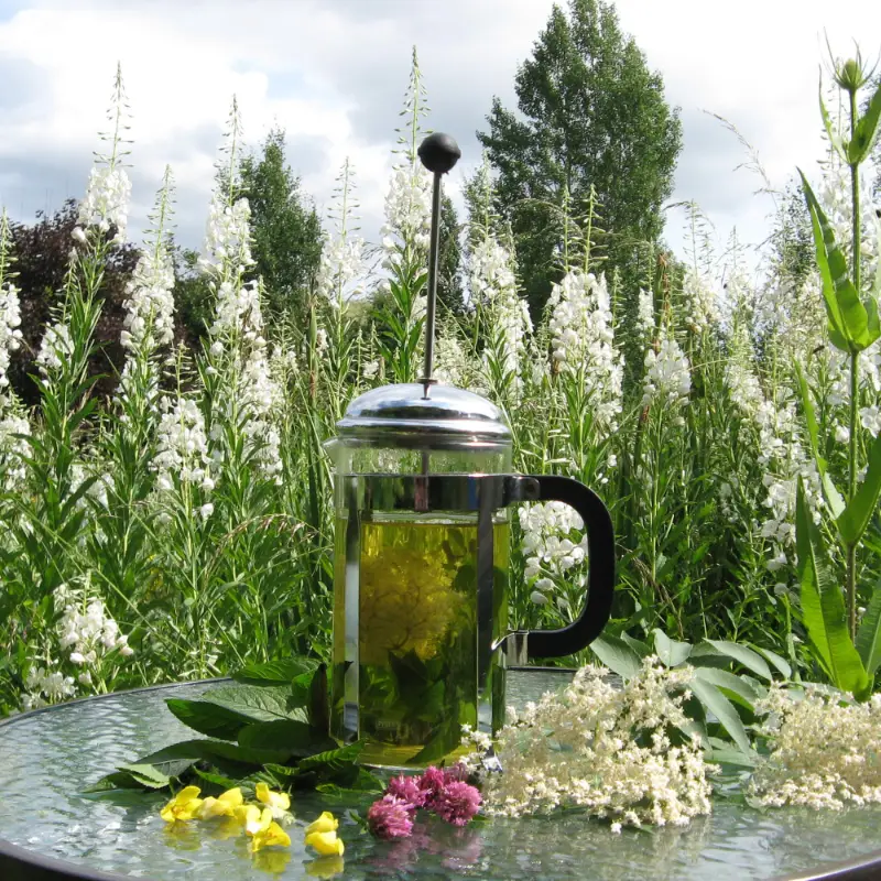 elderflower and mint herb tea
