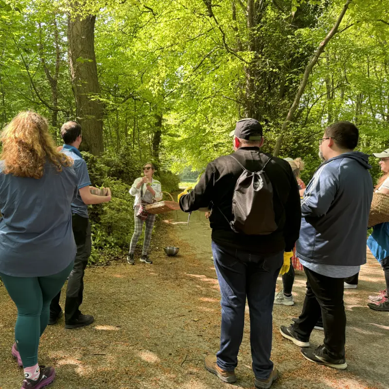 foraging howth castle woodland