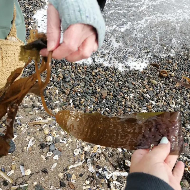 hands holding seaweed