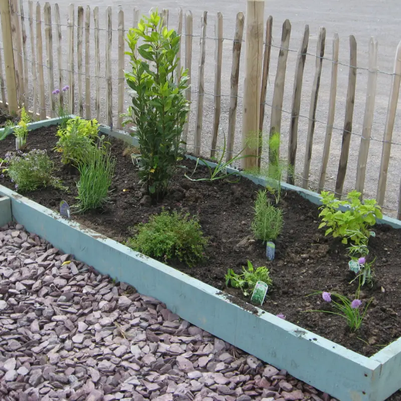 herb bed balbriggan allotments