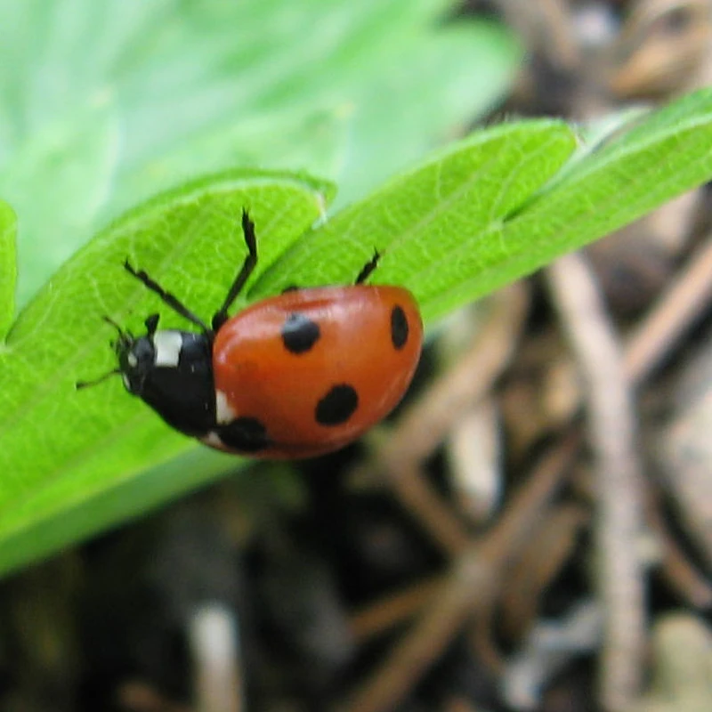 ladybird 3
