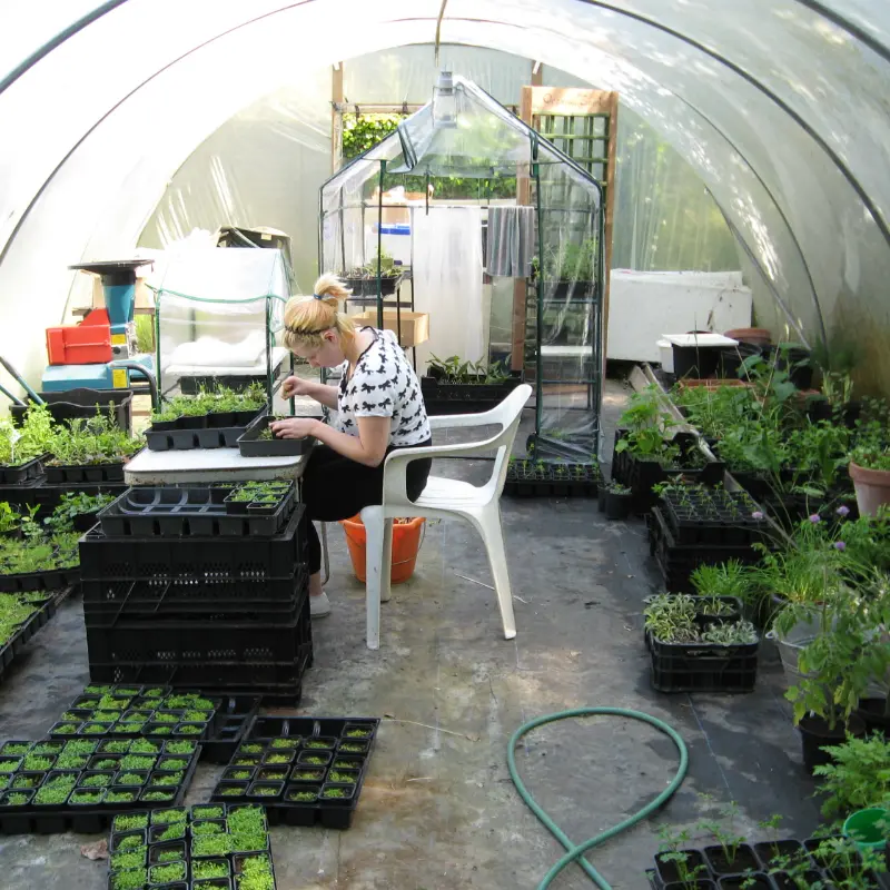 laura in polytunnel