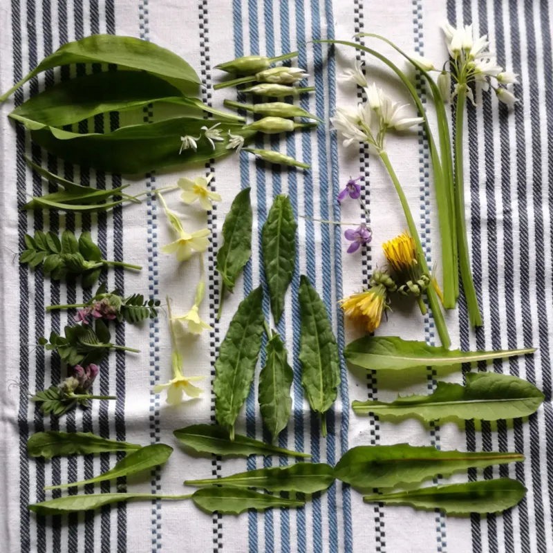 leaf and flower identification